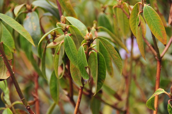 栎叶杜鹃Rhododendron phaeochrysum