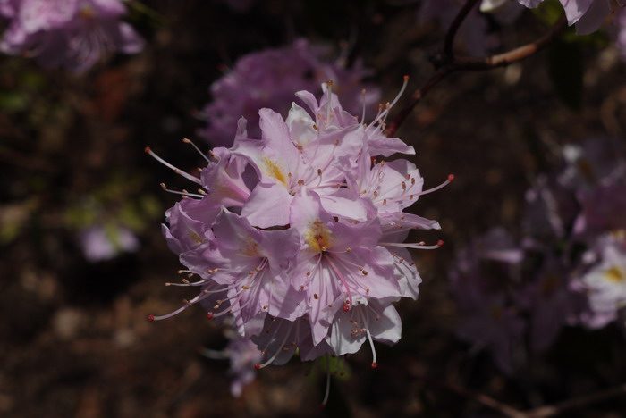 基毛杜鹃Rhododendron rigidum