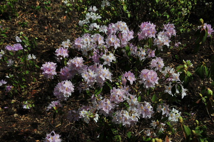 基毛杜鹃Rhododendron rigidum