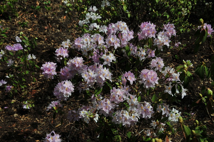 基毛杜鹃Rhododendron rigidum 基毛杜鹃Rhododendron rigidum