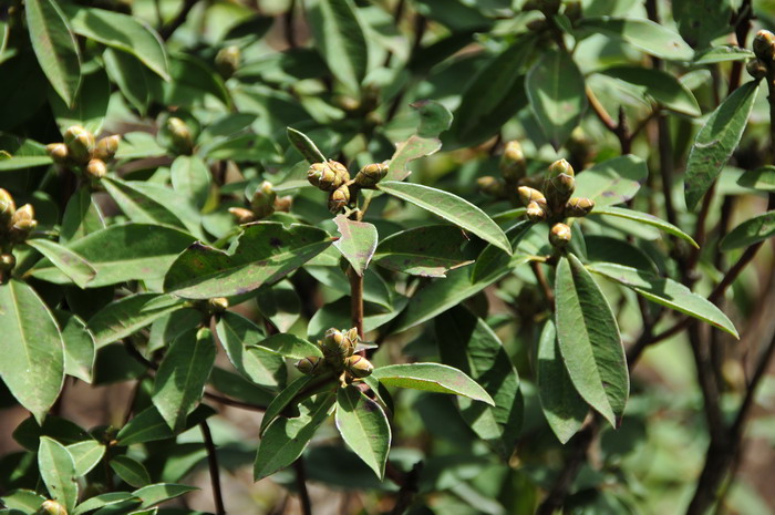 基毛杜鹃Rhododendron rigidum