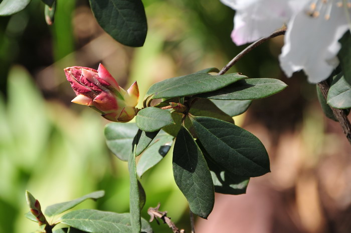 红晕杜鹃Rhododendron roseatum