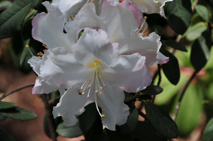 红晕杜鹃Rhododendron roseatum