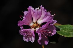 红棕杜鹃Rhododendron rubiginosum