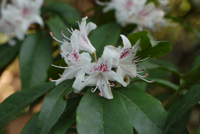 锈叶杜鹃Rhododendron siderophyllum 锈叶杜鹃Rhododendron siderophyllum