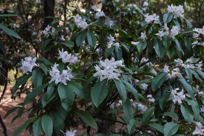 锈叶杜鹃Rhododendron siderophyllum