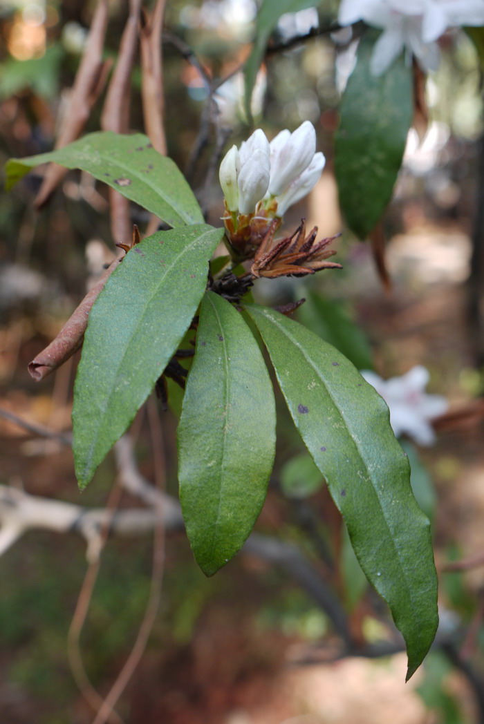 锈叶杜鹃Rhododendron siderophyllum