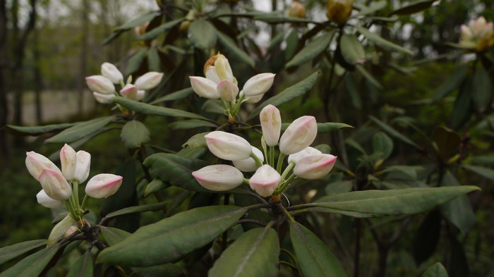 猴头杜鹃Rhododendron simiarum