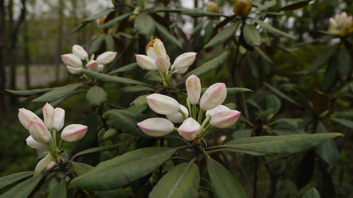 猴头杜鹃Rhododendron simiarum 猴头杜鹃Rhododendron simiarum