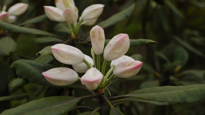猴头杜鹃Rhododendron simiarum
