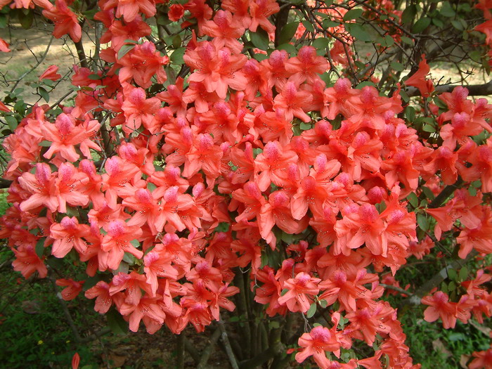 杜鹃Rhododendron simsii