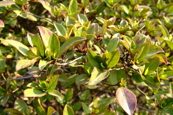 杜鹃Rhododendron simsii 杜鹃Rhododendron simsii