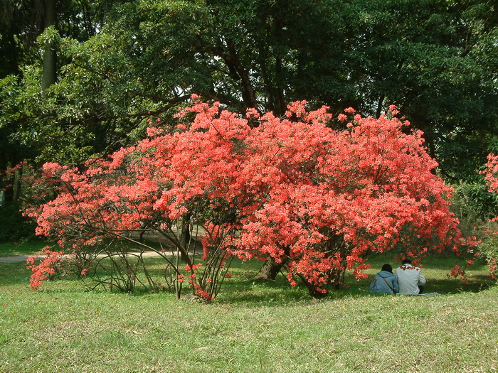 杜鹃Rhododendron simsii 杜鹃Rhododendron simsii