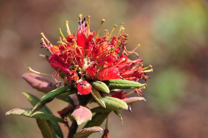 爆仗杜鹃Rhododendron spinuliferum 爆仗杜鹃Rhododendron spinuliferum