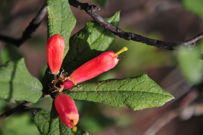 爆仗杜鹃Rhododendron spinuliferum 爆仗杜鹃Rhododendron spinuliferum