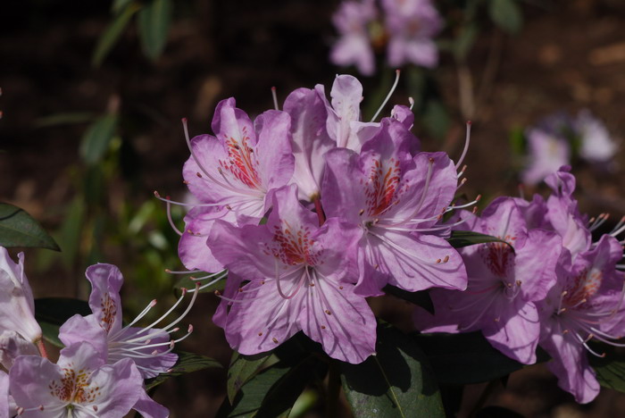 云南杜鹃Rhododendron yunnanense 云南杜鹃Rhododendron yunnanense