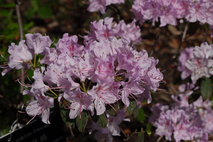 云南杜鹃Rhododendron yunnanense 云南杜鹃Rhododendron yunnanense