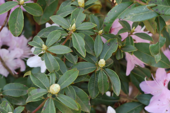 云南杜鹃Rhododendron yunnanense