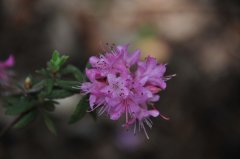 碎米花杜鹃Rhododendron spiciferum