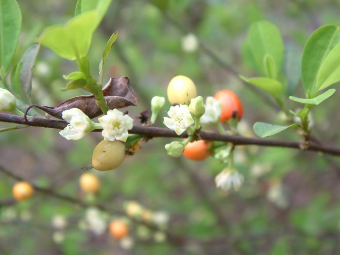 古柯Erythroxylum novogranatense 古柯Erythroxylum novogranatense