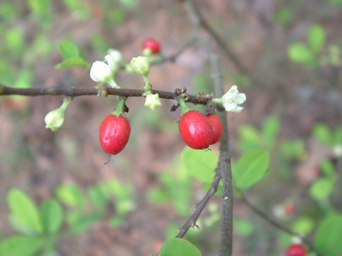 古柯Erythroxylum novogranatense 古柯Erythroxylum novogranatense
