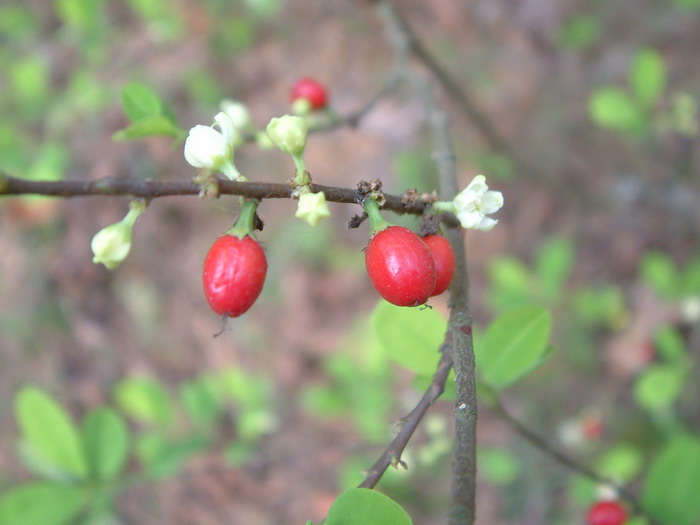 古柯Erythroxylum novogranatense