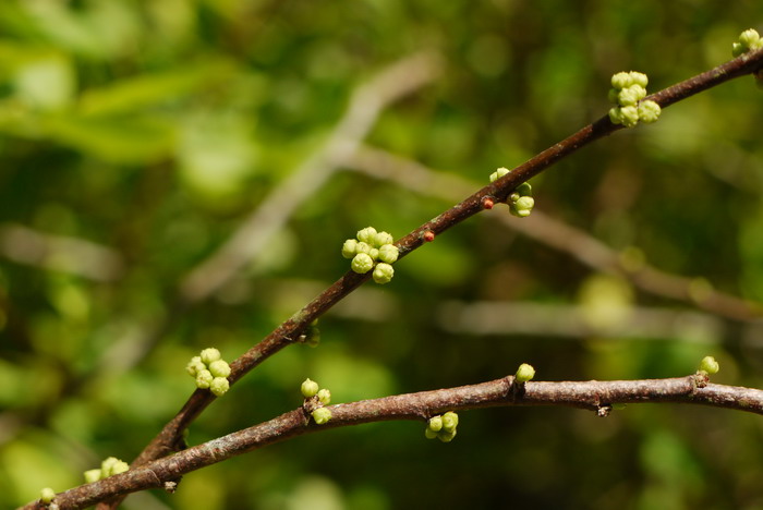 古柯Erythroxylum novogranatense 古柯Erythroxylum novogranatense