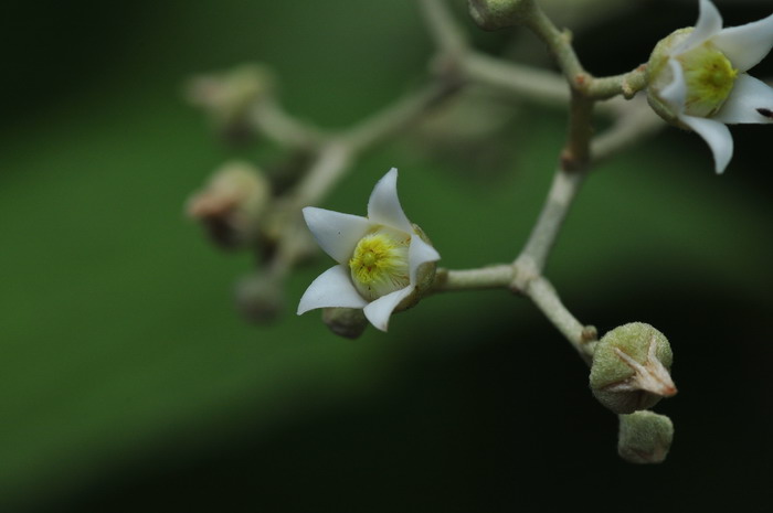 勒尤丹鼠刺Argophyllum lejourdanii