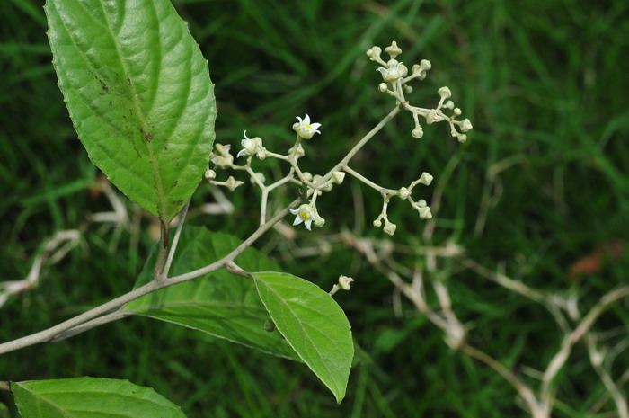 勒尤丹鼠刺Argophyllum lejourdanii 勒尤丹鼠刺Argophyllum lejourdanii