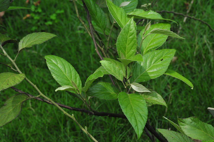 勒尤丹鼠刺Argophyllum lejourdanii 勒尤丹鼠刺Argophyllum lejourdanii