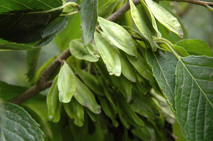 杜仲Eucommia ulmoides 杜仲Eucommia ulmoides