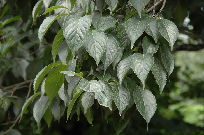杜仲Eucommia ulmoides 杜仲Eucommia ulmoides
