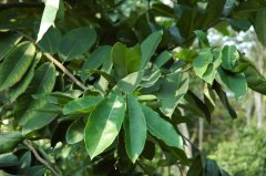 异色柿Diospyros philippensis
