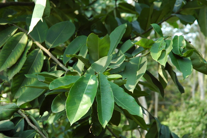 异色柿Diospyros philippensis 异色柿Diospyros philippensis