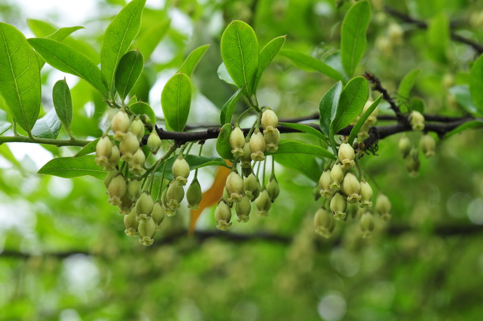 瓶兰花Diospyros armata 瓶兰花Diospyros armata