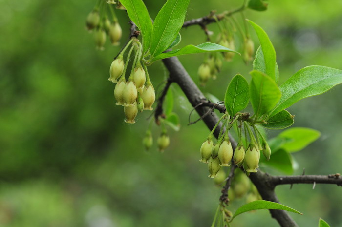 瓶兰花Diospyros armata 瓶兰花Diospyros armata