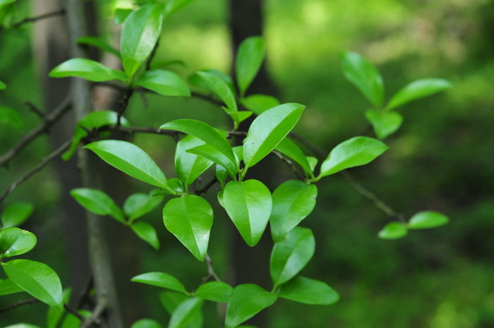 瓶兰花Diospyros armata 瓶兰花Diospyros armata
