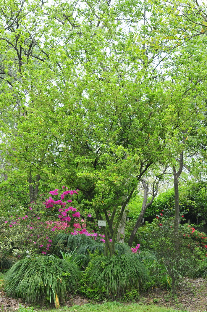 瓶兰花Diospyros armata