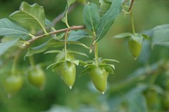 乌柿Diospyros cathayensis