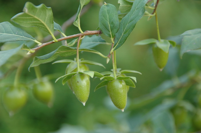 乌柿Diospyros cathayensis 乌柿Diospyros cathayensis