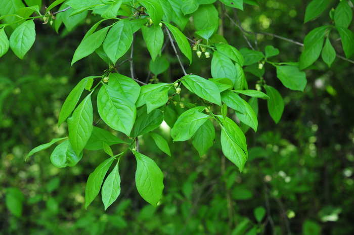 乌柿Diospyros cathayensis 乌柿Diospyros cathayensis
