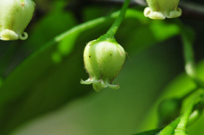 乌柿Diospyros cathayensis 乌柿Diospyros cathayensis