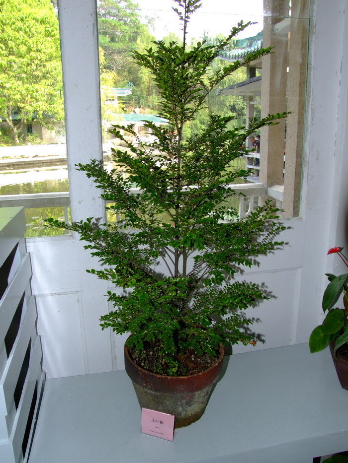 岩柿Diospyros dumetorum