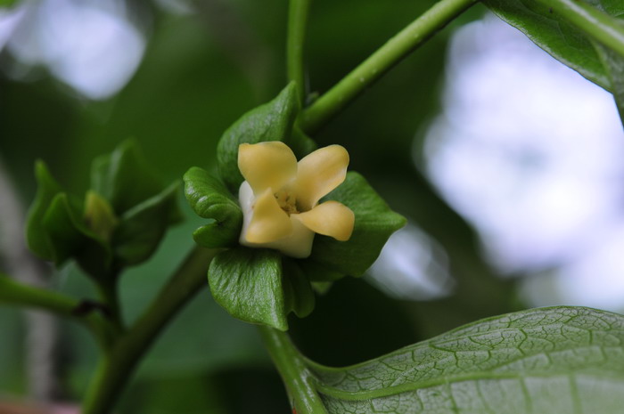 柿Diospyros kaki 柿Diospyros kaki