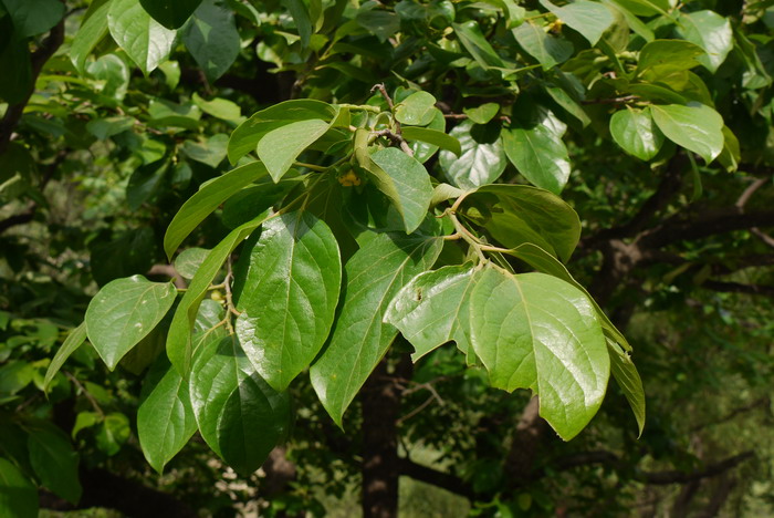 柿Diospyros kaki 柿Diospyros kaki