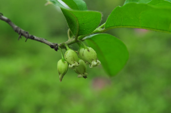 老鸦柿Diospyros rhombifolia