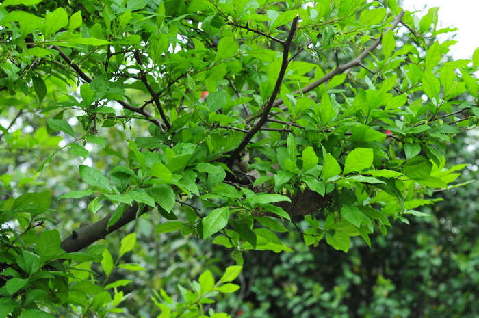 老鸦柿Diospyros rhombifolia