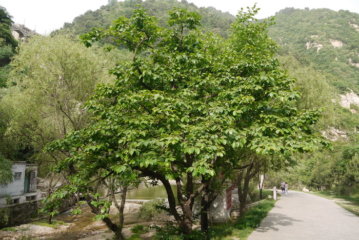 柿Diospyros kaki