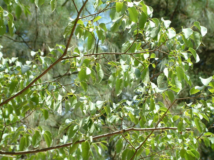 君迁子Diospyros lotus 君迁子Diospyros lotus