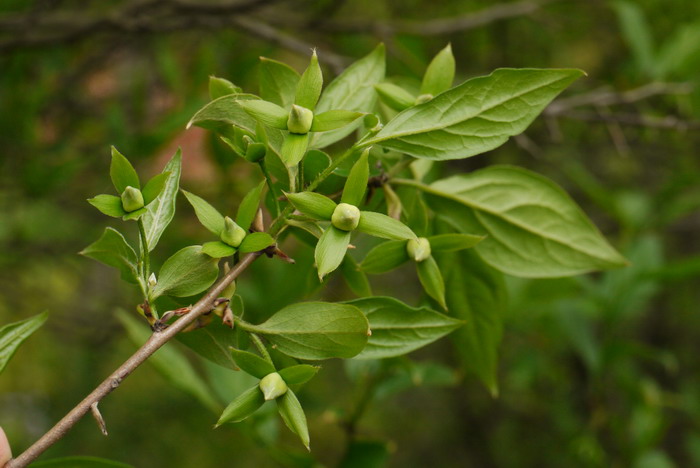 老鸦柿Diospyros rhombifolia